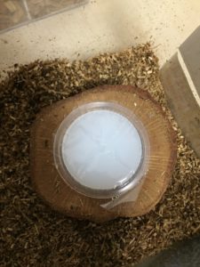 エサ皿って必要なのかどうか