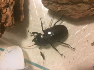 ドンミヤマ産卵セット・そして悲劇