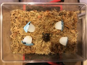 マルガリータヒナカブト産卵セット