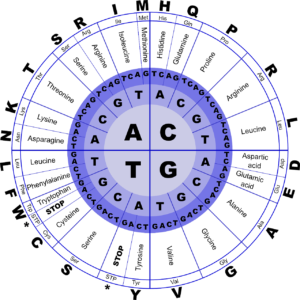 ヘラクレス血統備忘録