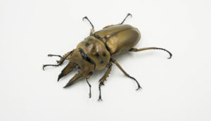 ババオウゴンオニクワガタの飼育方法【産卵編】