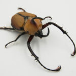 ゴロファ・アエゴン　ペアリング/産卵セット