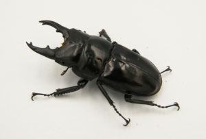 ブラックハスタートノコギリクワガタの飼育方法【産卵編】