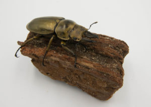 ローゼンベルグオウゴンオニ　ペアリング/産卵セット