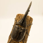 ヘラクレス・ヘラクレス幼虫飼育時のマットについて