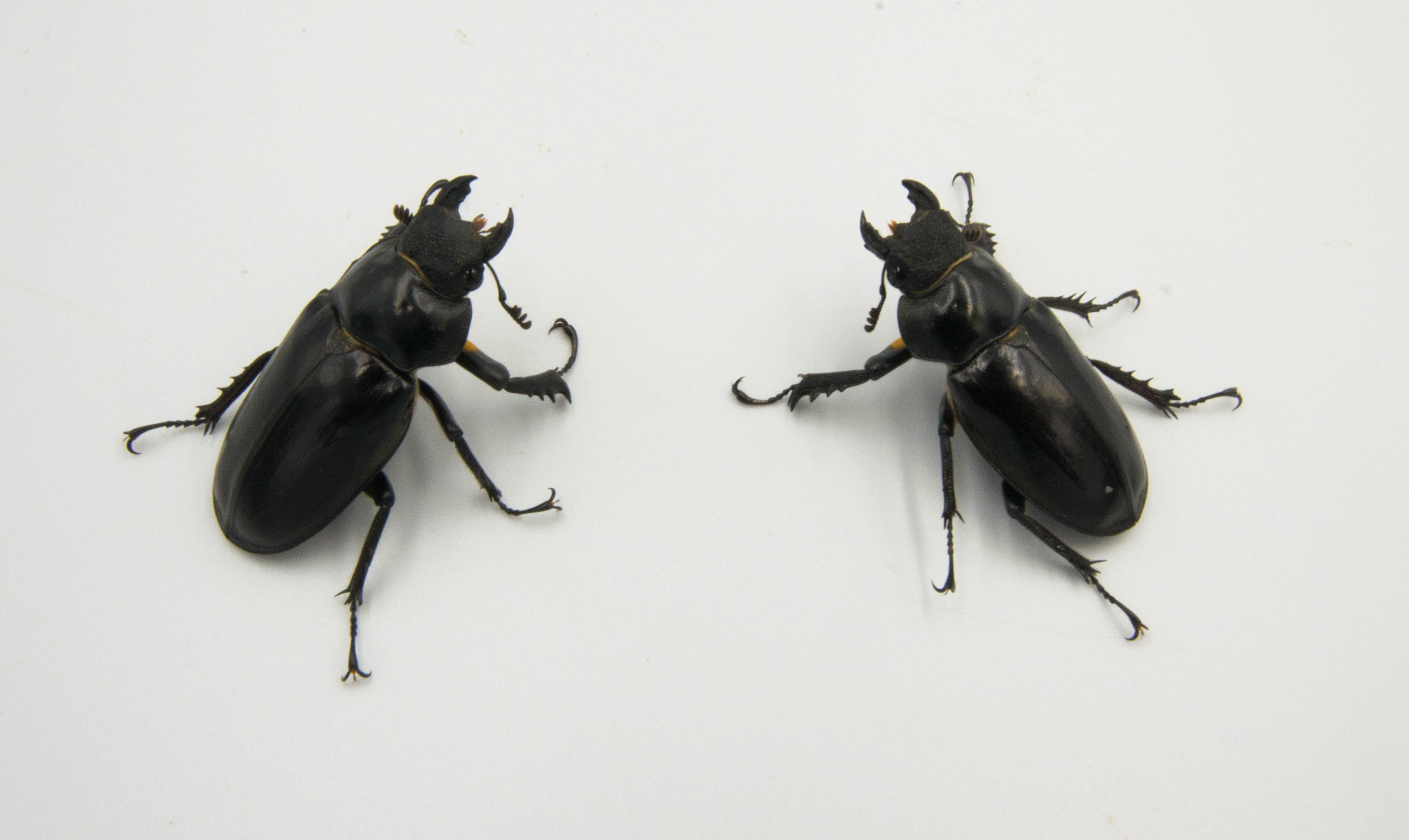 ミシュミミヤマ野外品 産卵セット Breedroom703