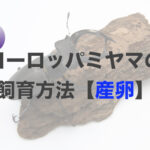 ヨーロッパミヤマクワガタの飼育方法【産卵編】