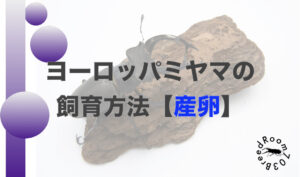 ヨーロッパミヤマクワガタの飼育方法【産卵編】