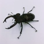 タカサゴミヤマ野外品 産卵セット/割出