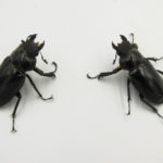 ミシュミミヤマ野外品　産卵セット