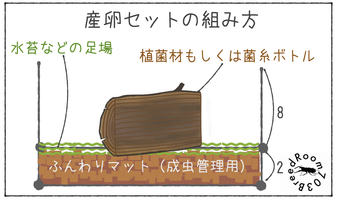 タランドゥスオオツヤクワガタの飼育方法【産卵から幼虫飼育まで】 | BreedRoom703