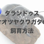 タランドゥスオオツヤクワガタの飼育方法【産卵から幼虫飼育まで】
