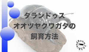タランドゥスオオツヤクワガタの飼育方法【産卵から幼虫飼育まで】