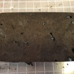 【飼育初心者向け】クワガタの産卵セット王道4パターン