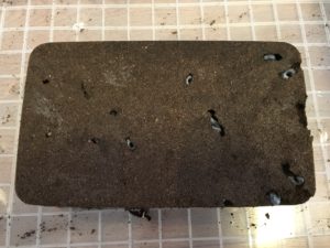 【飼育初心者向け】クワガタの産卵セット王道4パターン