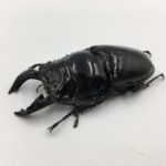 レギウスオオツヤクワガタ 産卵セット/割出