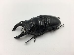 レギウスオオツヤクワガタ 産卵セット/割出