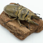 モセリオウゴンオニクワガタの飼育方法