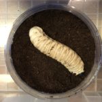 ゴライアスオオツノハナムグリの幼虫をお出迎え