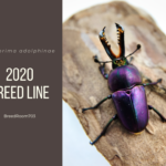 パプアキンイロクワガタ2020年ブリード計画