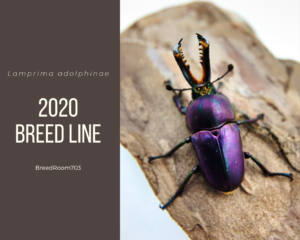 パプアキンイロクワガタ2020年ブリード計画