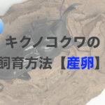 キクノコクワの飼育記録 ペアリングと産卵セット