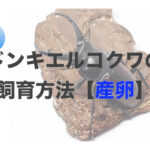 ドンキエルコクワの飼育 ペアリングと産卵セット