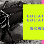 ゴライアスオオツノハナムグリの飼育 羽化報告