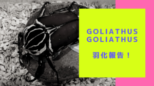 レギウスゴライアスオオツノハナムグリ 小型個体 | World beetle