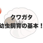 【初心者向け】クワガタ幼虫飼育の基本