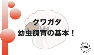 【初心者向け】クワガタ幼虫飼育の基本