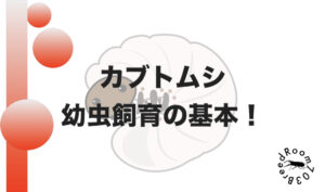 【初心者向け】カブトムシ幼虫飼育の基本