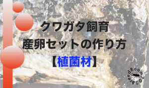 クワガタ産卵セットの作り方【植菌材を使う方法】
