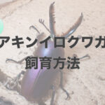 パプアキンイロクワガタの飼育方法