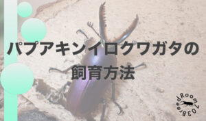 パプアキンイロクワガタの飼育方法