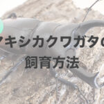 マキシカクワガタの飼育方法