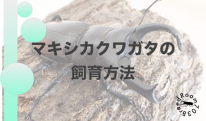マキシカクワガタの飼育方法