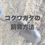 日本一身近なクワガタ！コクワガタの飼育をしてみよう！