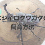 ニジイロクワガタの飼育方法！日本で飼育しやすい外国産入門種！