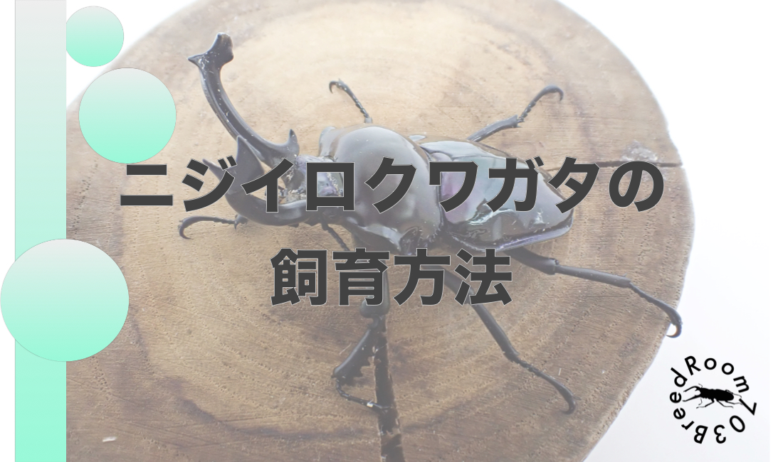 ニジイロクワガタの飼育方法！日本で飼育しやすい外国産入門種！