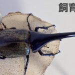 【ヘラクレス・ヘラクレス】2022年ブリード計画！！