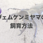 ヴェムケンミヤマの飼育に挑戦！癖も無く飼いやすいオススメ種！