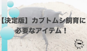 【決定版】カブトムシ飼育に必要なもの！ブリーダーが教えます。