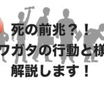 クワガタの死の前兆となる行動とは？！長生きの秘訣も紹介します。