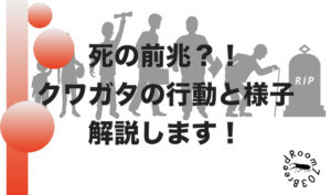 クワガタの死の前兆となる行動とは?!長生きの秘訣も紹介します。