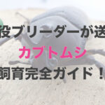 【まとめ】カブトムシ飼育の完全ガイド！ブリーダーが教えます。