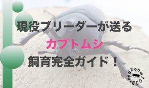 【まとめ】カブトムシ飼育の完全ガイド！ブリーダーが教えます。