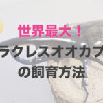 ヘラクレスオオカブトの飼育方法！世界最大のカブトムシを飼育しよう！