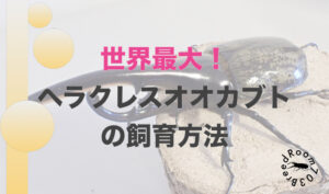 ヘラクレスオオカブトの飼育方法！世界最大のカブトムシを飼育しよう！