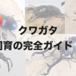 【まとめ】クワガタ飼育の完全ガイド！ブリーダーが教えます。